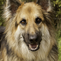 Buy canvas prints of German Shepherd Dog  Portrait by Christine Kerioak