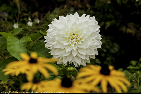 White Dahlia Behind Yellow Rudebeckia Picture Board by Christine Kerioak