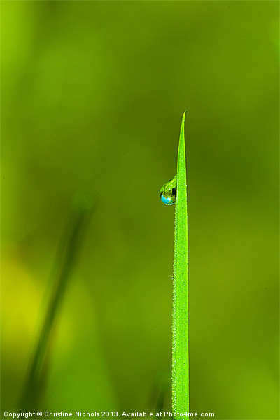 Blade of grass with dew drop Picture Board by Christine Kerioak