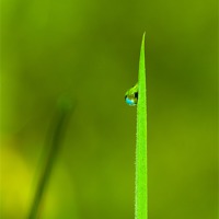 Buy canvas prints of Blade of grass with dew drop by Christine Kerioak