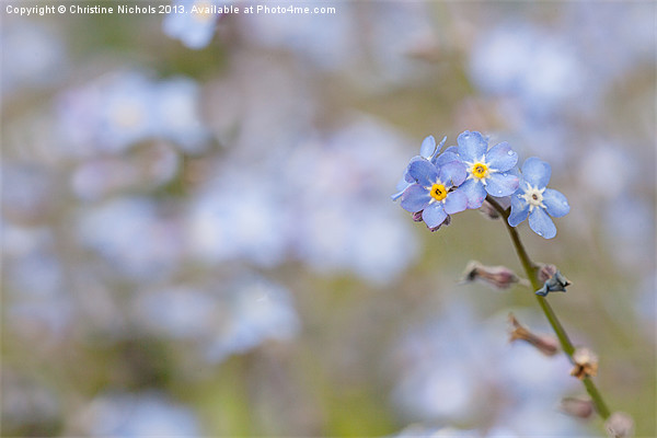 Single Forget-me-not stem against blue Picture Board by Christine Kerioak