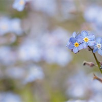 Buy canvas prints of Single Forget-me-not stem against blue by Christine Kerioak