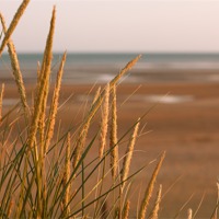 Buy canvas prints of Marram Grass at Camber Sands by Christine Kerioak