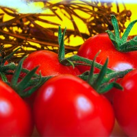 Buy canvas prints of Tomatoes on the Vine by Christine Kerioak