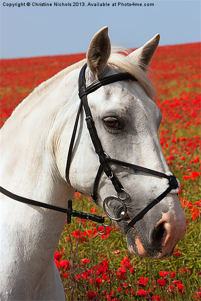 Grey horse portrait against poppies Picture Board by Christine Kerioak