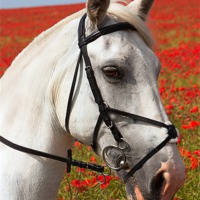 Buy canvas prints of Grey horse portrait against poppies by Christine Kerioak