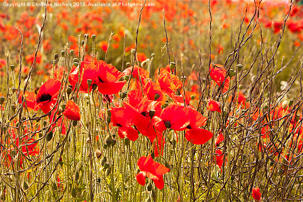 Poppies, buds, flowers and seedheads Picture Board by Christine Kerioak