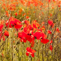 Buy canvas prints of Poppies, buds, flowers and seedheads by Christine Kerioak