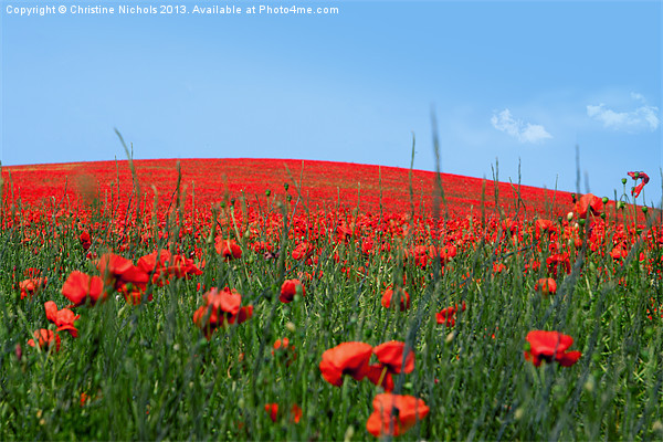 Hill of Poppies Picture Board by Christine Kerioak
