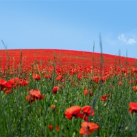 Buy canvas prints of Hill of Poppies by Christine Kerioak