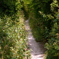 Buy canvas prints of Green lined path by Christine Kerioak