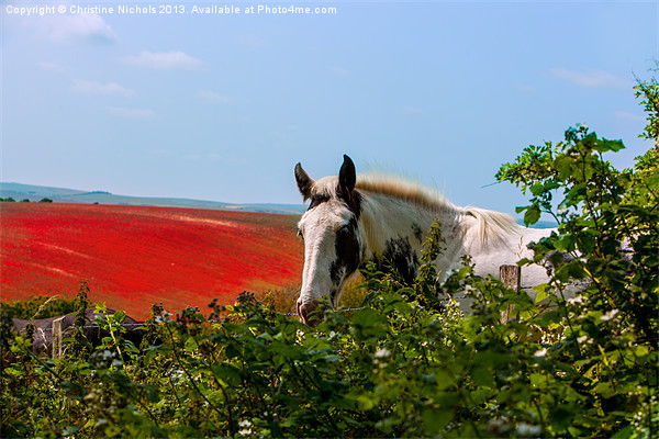 Horse looking over hedge Picture Board by Christine Kerioak
