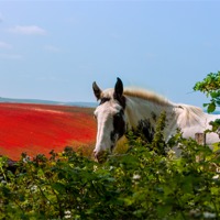 Buy canvas prints of Horse looking over hedge by Christine Kerioak