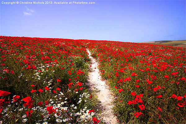 Path Through Poppies Picture Board by Christine Kerioak