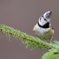 Buy canvas prints of Punk - Crested Tit by Mark Medcalf