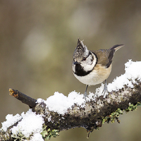Buy canvas prints of Crested tit in Snow by Mark Medcalf