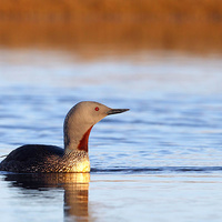 Buy canvas prints of Red-throated diver by Mark Medcalf