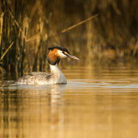 Buy canvas prints of Autumn Grebe by Mark Medcalf