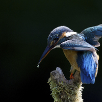 Buy canvas prints of Electric Blue Kingfisher by Mark Medcalf