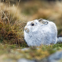 Buy canvas prints of Mountain Hare by Mark Medcalf