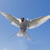 Buy canvas prints of Attack of the Tern by Mark Medcalf