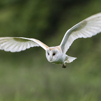 Buy canvas prints of White Lady Barn Owl by Mark Medcalf