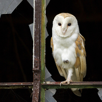 Buy canvas prints of Old & New Barn Owl by Mark Medcalf