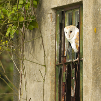 Buy canvas prints of Barn Owl in Winter by Mark Medcalf