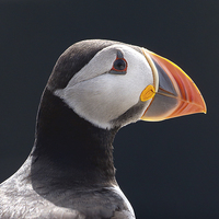 Buy canvas prints of All the Colours of a Puffin by Mark Medcalf