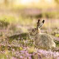 Buy canvas prints of Hare n Heather by Mark Medcalf