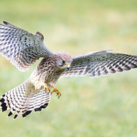 Buy canvas prints of Claws of a Kestrel by Mark Medcalf