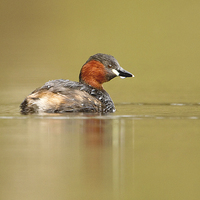 Buy canvas prints of All Alone Little Grebe by Mark Medcalf