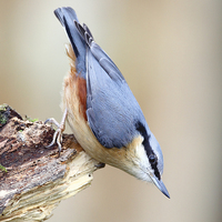 Buy canvas prints of The Nutcracker Nuthatch by Mark Medcalf