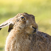 Buy canvas prints of Harry the Hare by Mark Medcalf