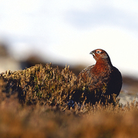 Buy canvas prints of Red Grouse by Mark Medcalf