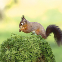 Buy canvas prints of Red tailed Squirrel by Mark Medcalf