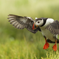 Buy canvas prints of Summer Puffin by Mark Medcalf