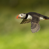 Buy canvas prints of Flight of the Puffin by Mark Medcalf