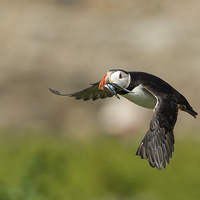 Buy canvas prints of Puffin Flight by Mark Medcalf
