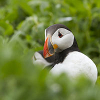 Buy canvas prints of Shy Puffin by Mark Medcalf