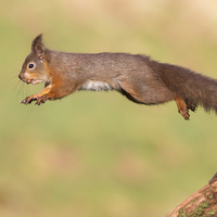 Buy canvas prints of Flying Squirrel by Mark Medcalf