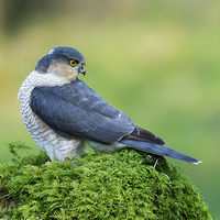 Buy canvas prints of Sparrowhawk Looking Back by Mark Medcalf