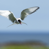 Buy canvas prints of Diving Tern by Mark Medcalf