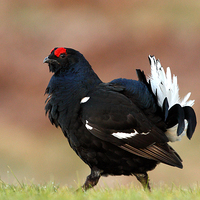 Buy canvas prints of Black Scottish Grouse by Mark Medcalf