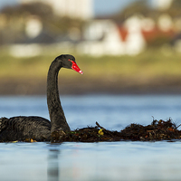 Buy canvas prints of The Black Swan by Mark Medcalf
