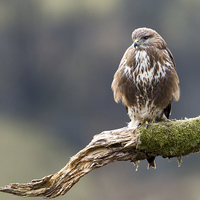 Buy canvas prints of Buzzard on the Look Out by Mark Medcalf