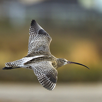 Buy canvas prints of Autumn Curlew by Mark Medcalf