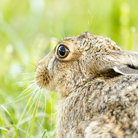 Buy canvas prints of Summer Hare by Mark Medcalf
