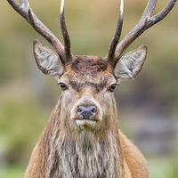 Buy canvas prints of Stag by Mark Medcalf