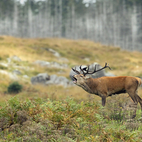 Buy canvas prints of Roar of the Wild Stag by Mark Medcalf
